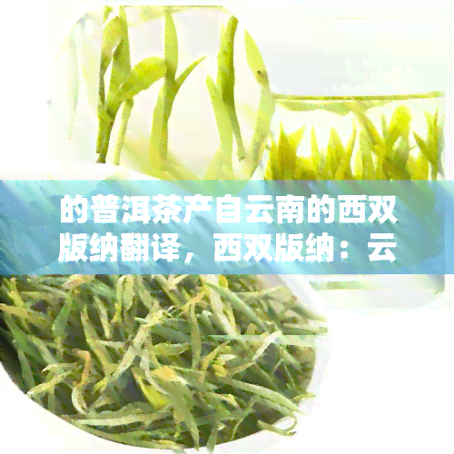 的普洱茶产自云南的西双版纳翻译，西双版纳：云南省普洱茶产地