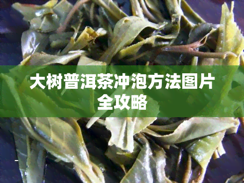 大树普洱茶冲泡方法图片全攻略