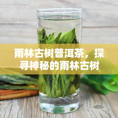 雨林古树普洱茶，探寻神秘的雨林古树普洱茶：一种独特的茶叶体验