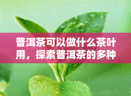 普洱茶可以做什么茶叶用，探索普洱茶的多种用途：除了饮用，它还可以用来做哪些茶叶？