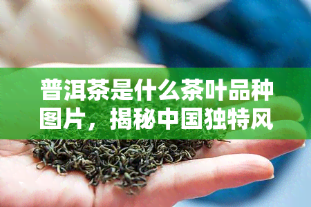 普洱茶是什么茶叶品种图片，揭秘中国独特风味：普洱茶，一种什么样的茶叶？看图了解！