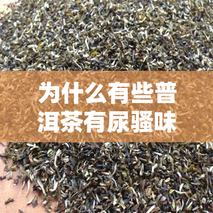 为什么有些普洱茶有尿骚味？能否饮用？