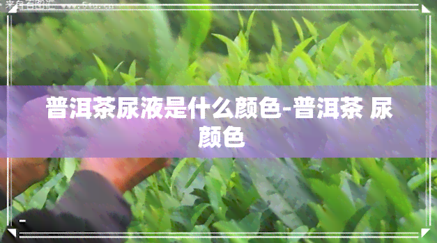 普洱茶尿液是什么颜色-普洱茶 尿 颜色