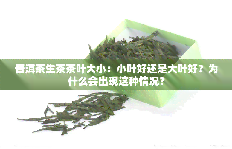 普洱茶生茶茶叶大小：小叶好还是大叶好？为什么会出现这种情况？