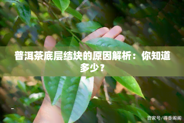 普洱茶底层结块的原因解析：你知道多少？