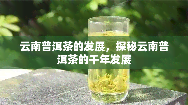 云南普洱茶的发展，探秘云南普洱茶的千年发展