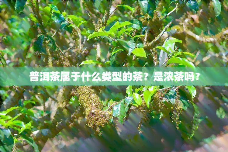 普洱茶属于什么类型的茶？是浓茶吗？