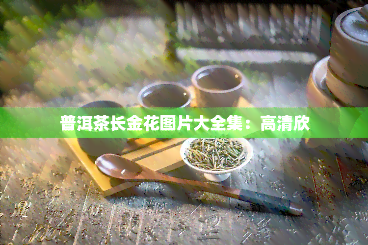 普洱茶长金花图片大全集：高清欣