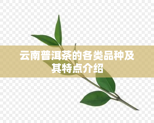 云南普洱茶的各类品种及其特点介绍