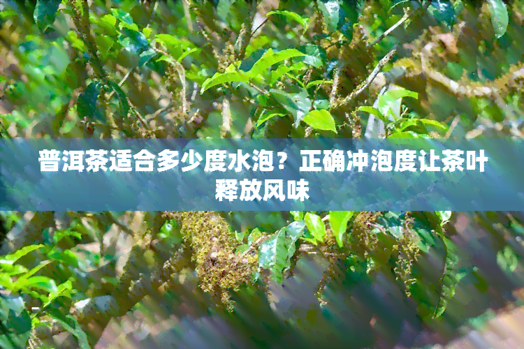 普洱茶适合多少度水泡？正确冲泡度让茶叶释放风味