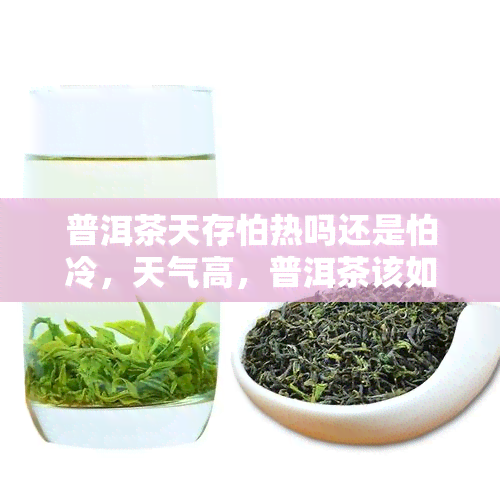 普洱茶天存怕热吗还是怕冷，天气高，普洱茶该如何正确存？