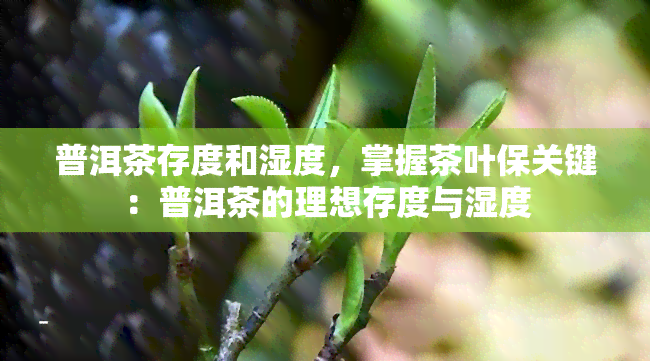 普洱茶存度和湿度，掌握茶叶保关键：普洱茶的理想存度与湿度