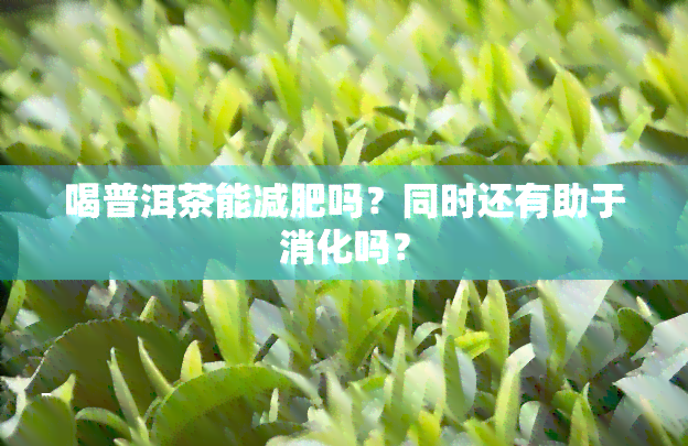 喝普洱茶能减肥吗？同时还有助于消化吗？