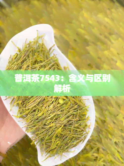 普洱茶7543：含义与区别解析