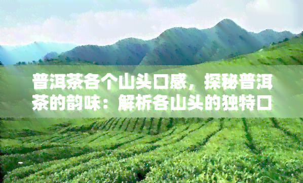 普洱茶各个山头口感，探秘普洱茶的韵味：解析各山头的独特口感