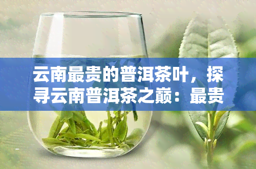 云南最贵的普洱茶叶，探寻云南普洱茶之巅：最贵的茶叶究竟有何特别之处？