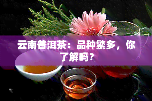 云南普洱茶：品种繁多，你了解吗？