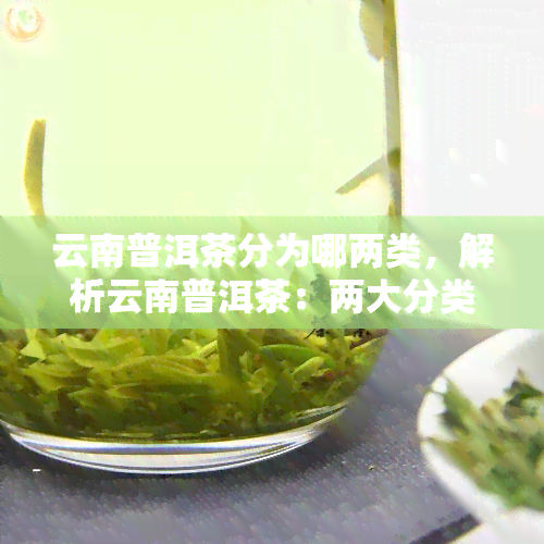 云南普洱茶分为哪两类，解析云南普洱茶：两大分类全面解读