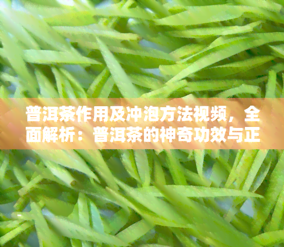 普洱茶作用及冲泡方法视频，全面解析：普洱茶的神奇功效与正确冲泡步骤视频教程