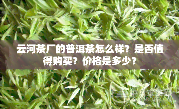 云河茶厂的普洱茶怎么样？是否值得购买？价格是多少？