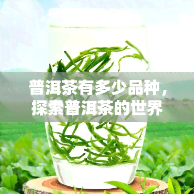 普洱茶有多少品种，探索普洱茶的世界：品种丰富，你了解多少？