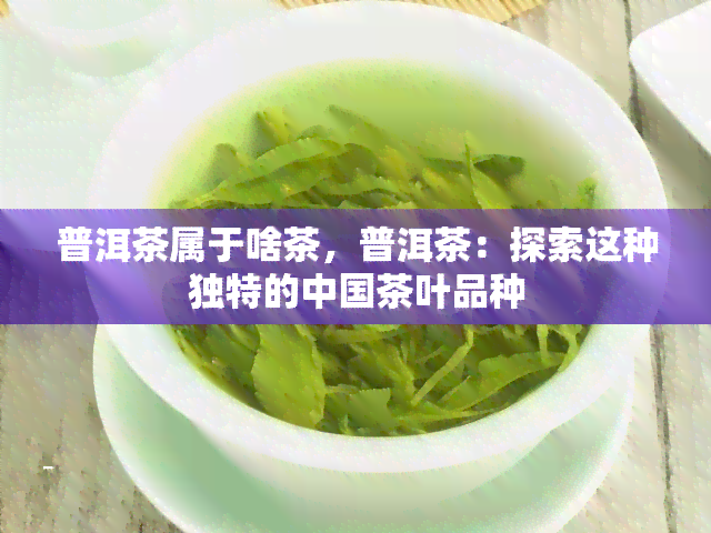 普洱茶属于啥茶，普洱茶：探索这种独特的中国茶叶品种