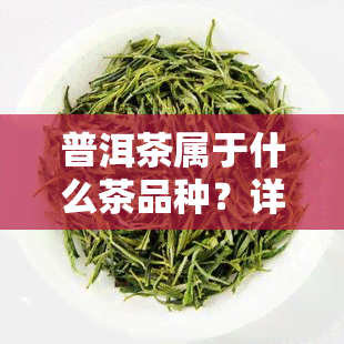 普洱茶属于什么茶品种？详解与图片介绍