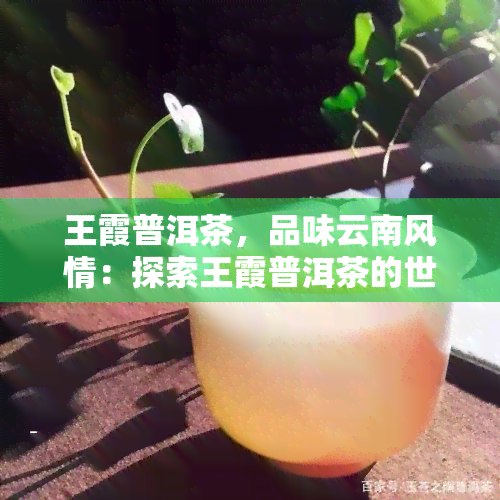 王霞普洱茶，品味云南风情：探索王霞普洱茶的世界