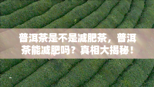 普洱茶是不是减肥茶，普洱茶能减肥吗？真相大揭秘！