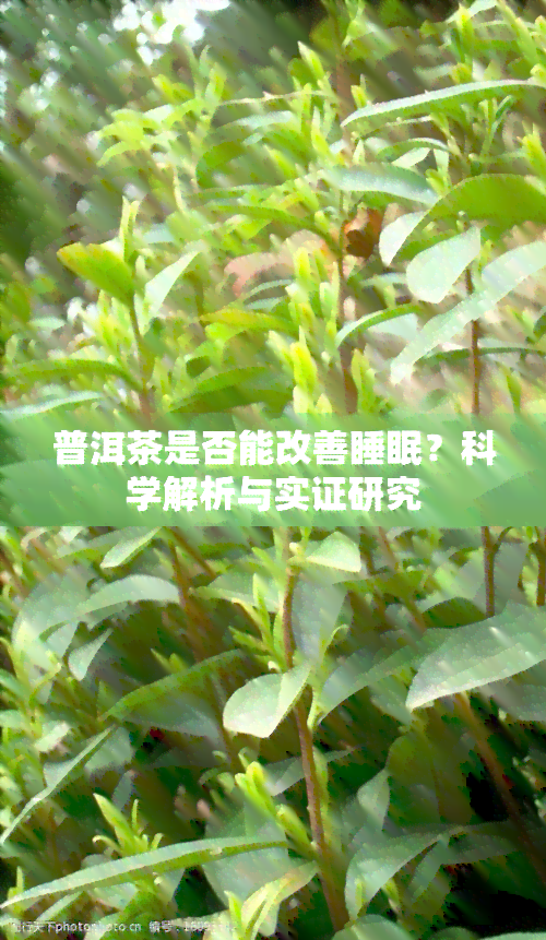 普洱茶是否能改善睡眠？科学解析与实证研究