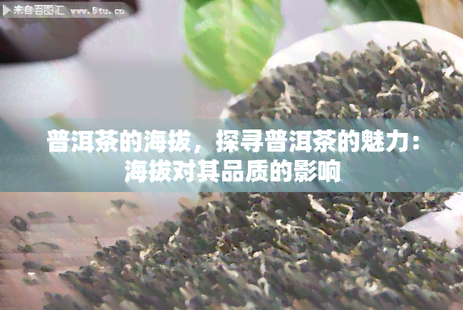 普洱茶的海拔，探寻普洱茶的魅力：海拔对其品质的影响