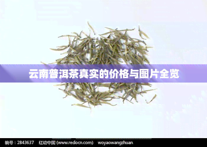 云南普洱茶真实的价格与图片全览