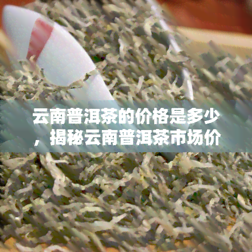 云南普洱茶的价格是多少，揭秘云南普洱茶市场价格，让您买到真正的实好茶！