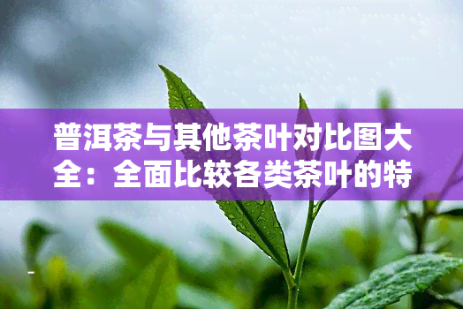 普洱茶与其他茶叶对比图大全：全面比较各类茶叶的特点与区别