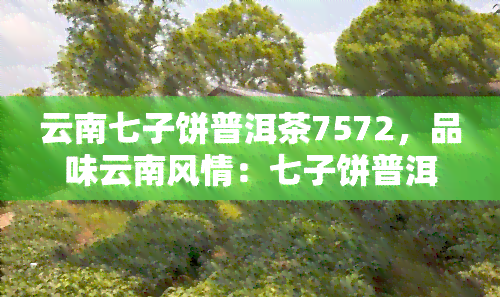 云南七子饼普洱茶7572，品味云南风情：七子饼普洱茶7572的美妙之旅