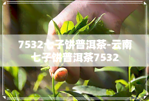 7532七子饼普洱茶-云南七子饼普洱茶7532