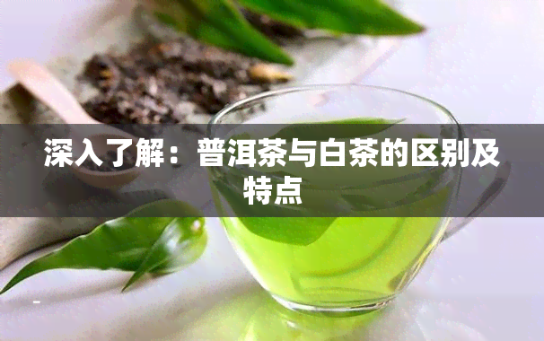 深入了解：普洱茶与白茶的区别及特点