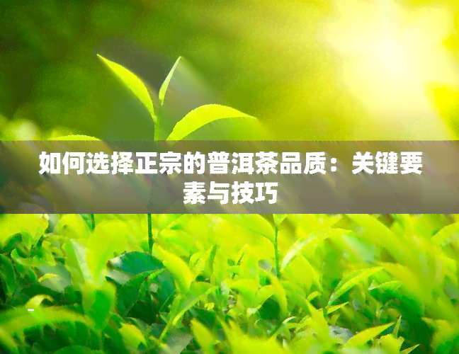 如何选择正宗的普洱茶品质：关键要素与技巧