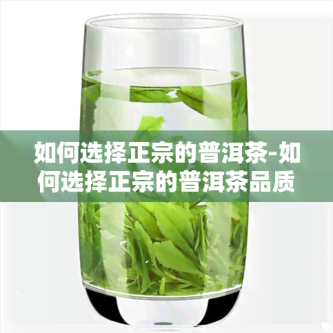 如何选择正宗的普洱茶-如何选择正宗的普洱茶品质