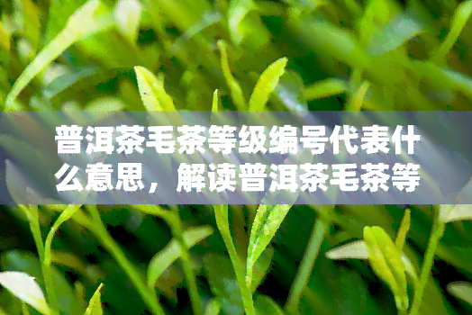 普洱茶毛茶等级编号代表什么意思，解读普洱茶毛茶等级编号：含义与作用