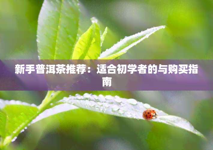 新手普洱茶推荐：适合初学者的与购买指南