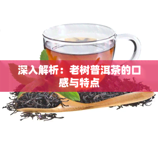 深入解析：老树普洱茶的口感与特点