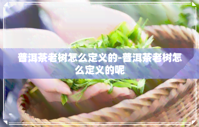 普洱茶老树怎么定义的-普洱茶老树怎么定义的呢