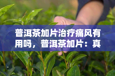 普洱茶加片治疗痛风有用吗，普洱茶加片：真的能有效治疗痛风吗？