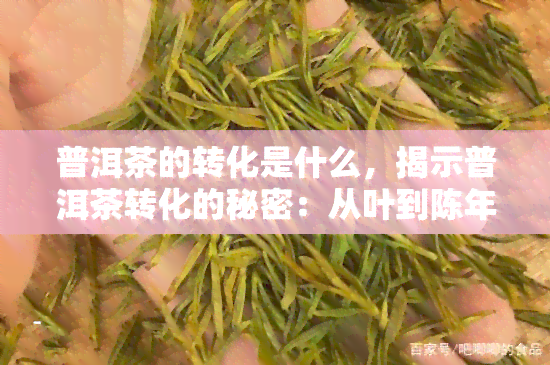 普洱茶的转化是什么，揭示普洱茶转化的秘密：从叶到陈年佳酿的过程解析