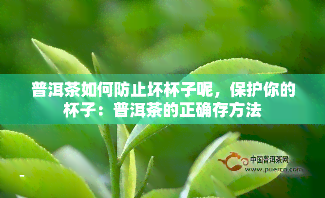 普洱茶如何防止坏杯子呢，保护你的杯子：普洱茶的正确存方法