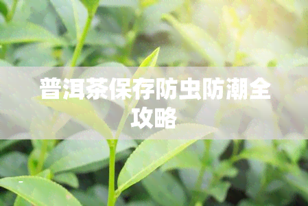 普洱茶保存防虫防潮全攻略