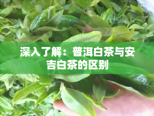 深入了解：普洱白茶与安吉白茶的区别