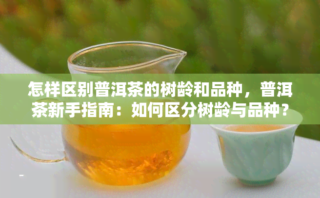 怎样区别普洱茶的树龄和品种，普洱茶新手指南：如何区分树龄与品种？