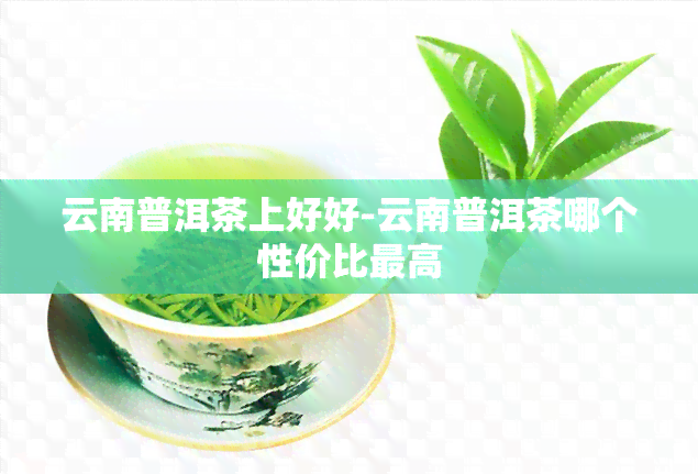 云南普洱茶上好好-云南普洱茶哪个性价比更高